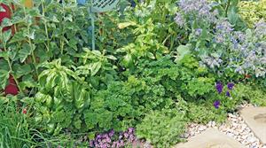 Herbs are ideal for retail because they smell gorgeous, taste fantastic, have medicinal properties and can be used fresh or dried and stored - credit all images: Floramedia